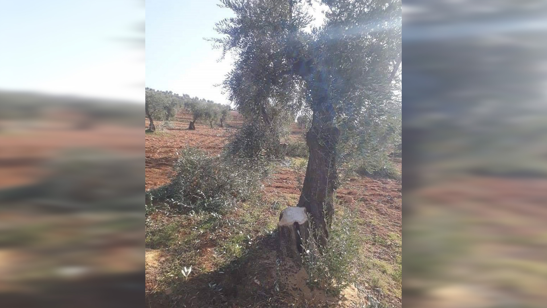 مرتزقة تركيا يواصلون اختطاف المدنيين وقطع أشجار الزيتون في قرى المقاطعة