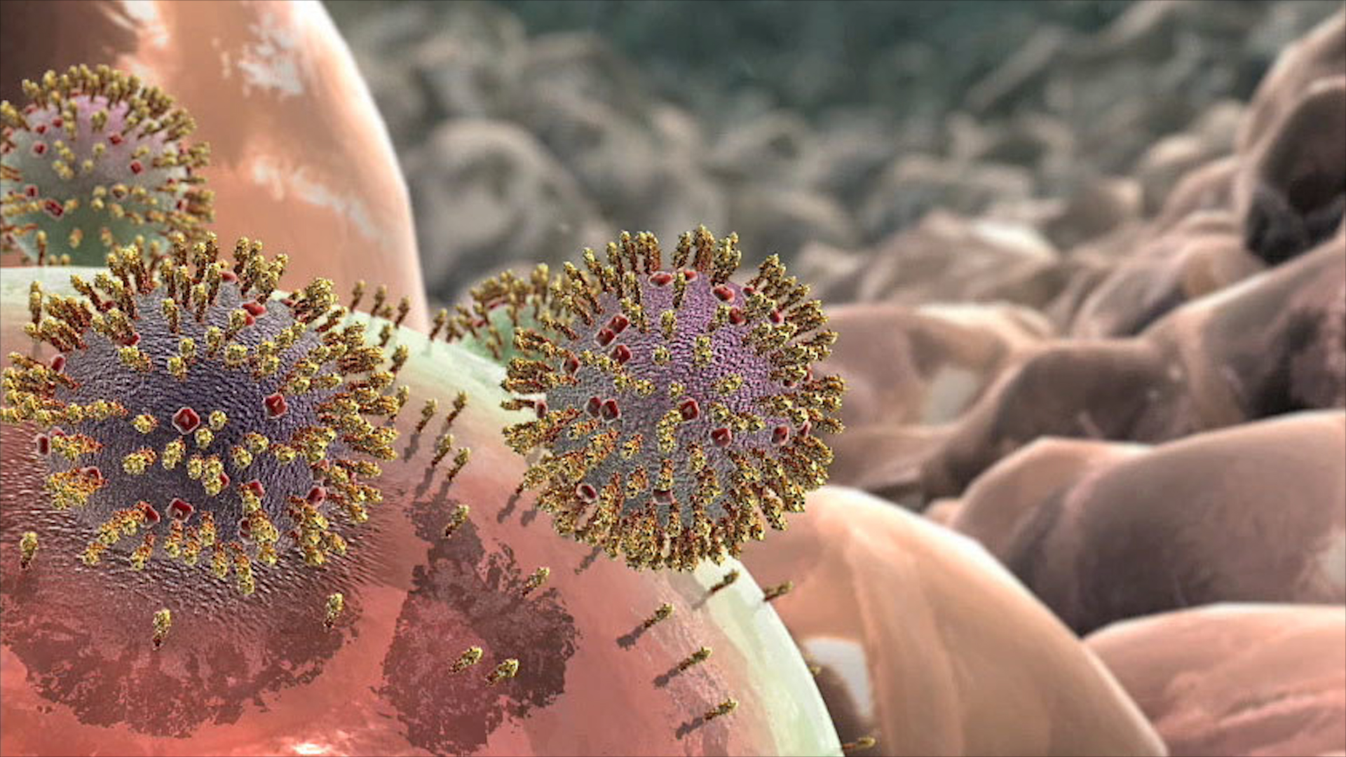 Скопление живых организмов. Вирус гриппа под микроскопом и коронавирус. Коронавирус штаммы. Вирус h1n1 испанка. Штаммы коронавируса под микроскопом.