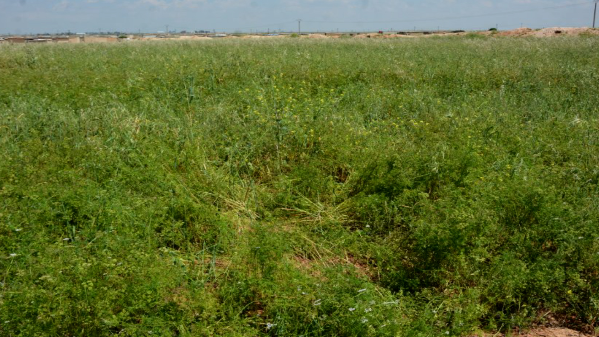 مهندس زراعي: هناك سلبيات وإيجابيات للأمطار الربيعية على المحاصيل الزراعية