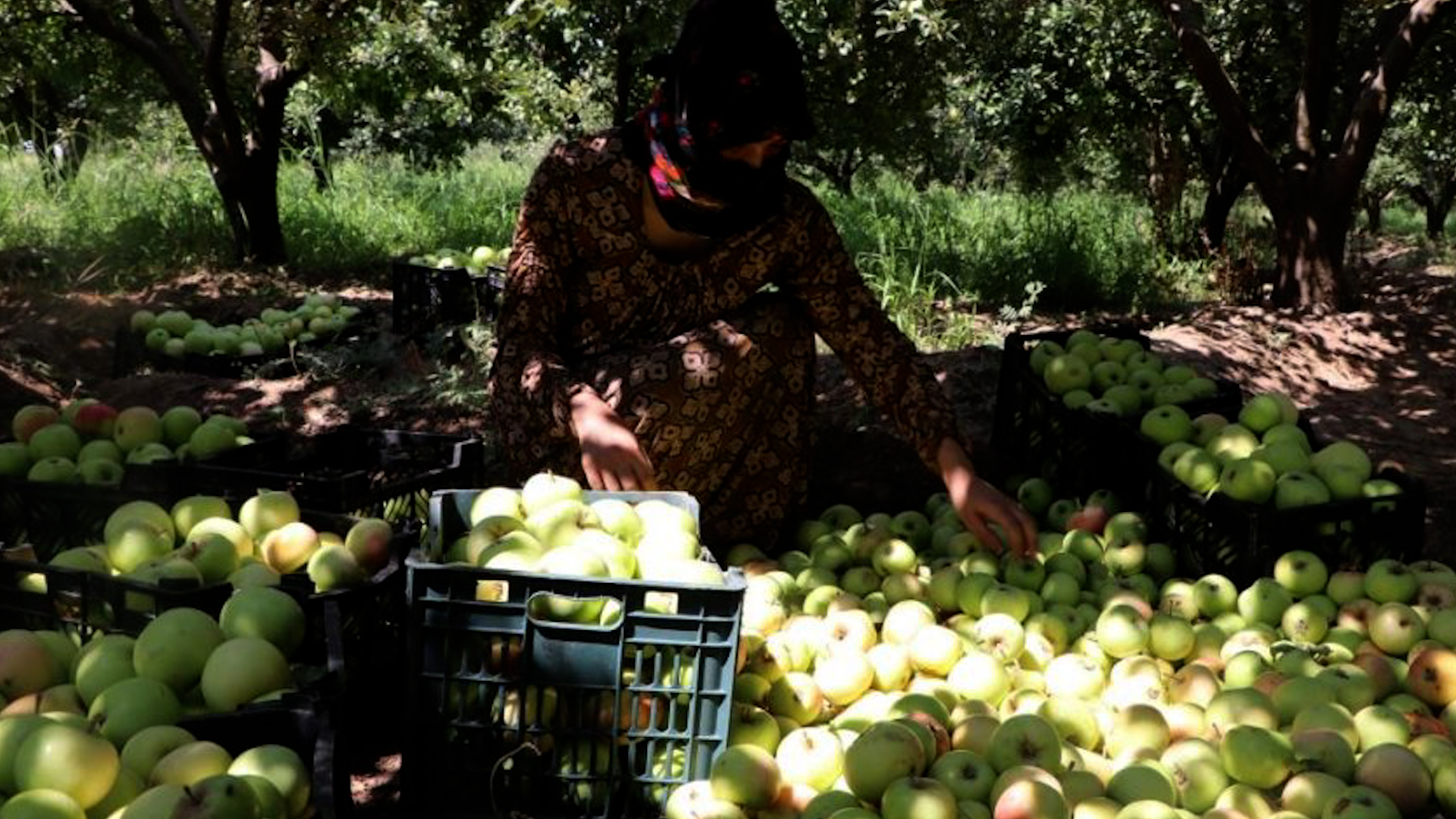 فلاحو كوباني يبدأون موسم قطاف التفاح مع تأكيدهم على وفرته هذا العام