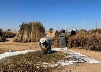 زراعة السمسم في دير الزور..خيار استراتيجي رغم التحديات-تقرير: خديجة العبدالله