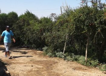 شاب من هجين: من خلية نحل واحدة إلى مصدر رزق منتج تقرير: خديجة العبدالله