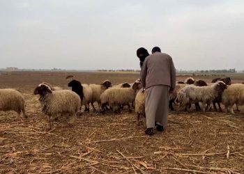 إحصاء شامل للثروة الحيوانية في ريف دير الزور الشرقي-تقرير: قاسم الحردان
