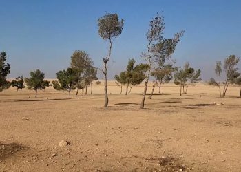 لحماية الطبيعة وتوسيع المساحات الخضراء… إطلاق مشروع تشجير في جبل كزوان-تقرير: سليمان الطويل
