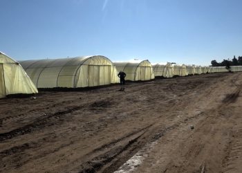 لدعم الإنتاج الزراعي..مشروع إنشاء 100 بيت بلاستيكي في مدينة المنصورة بالطبقة-تقرير: هبة فتيح