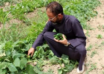 الفاو تطلق مشروعا بـخمسة ملايين دولار لدعم الأمن الغذائي في شمال شرق سوريا