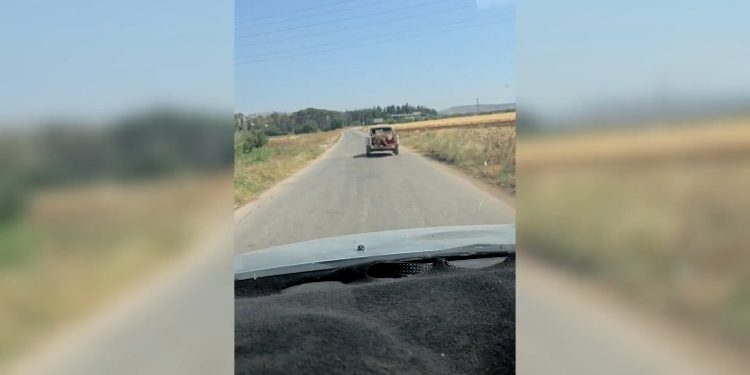 عفرين تشهد تراجعا بيئيا متواصلا مع استمرار عمليات قطع الأشجار
