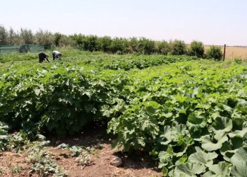 مزارعو تل شعير يعتمدون البيوت البلاستيكية لإنتاج الخضار بعد ارتفاع أسعار المحروقات