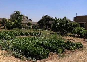 عامودا..بستان منزلي يؤمن احتياجات أسرة ويخفف العبء المعيشي المتزايد عليهم