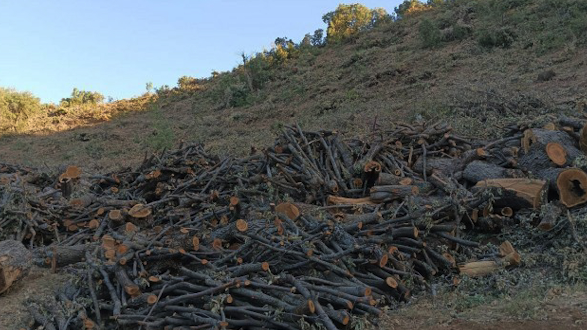 Li gundê Biliga yê Silopyayê talankirina daran: Leşkeran gef li gundiyan xwarin
