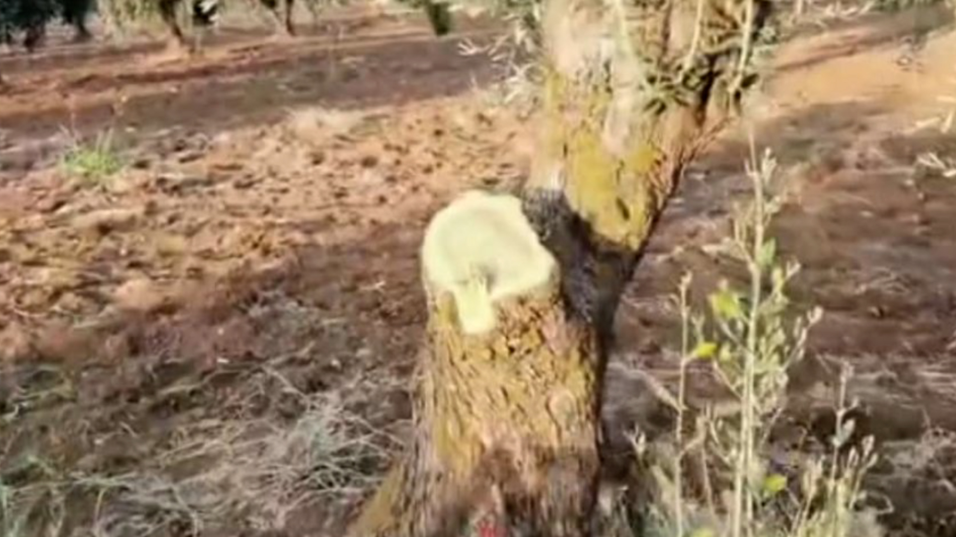 Çeteyan li Efrînê 200 darên zeytûnê birîn