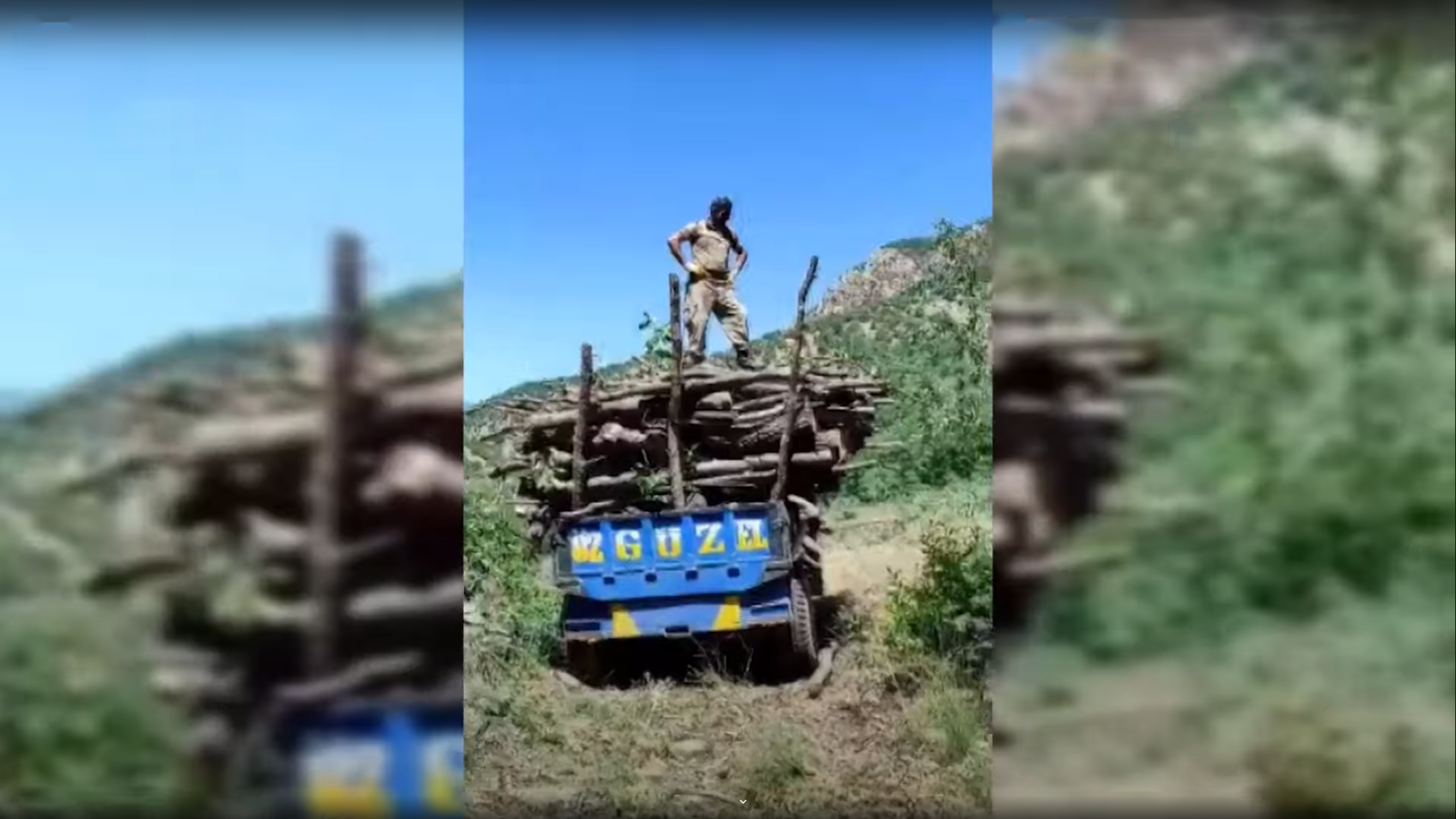 Li Şirnexê cerdevan bi birîna daran daristanan talan dikin