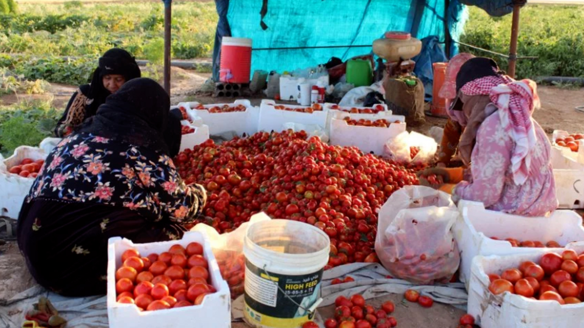 Cotkarên Til Birakê ji ber kêmbûna nirxê Bacan û Xiyaran li sûkan bi gazin in