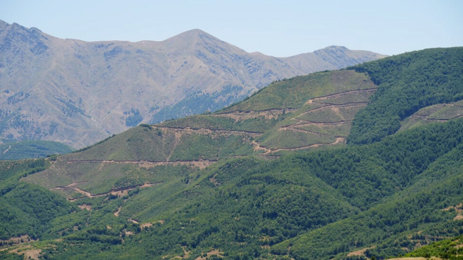 Li Bedlîsê birîna daran bi destûta dewleta Tirk didome