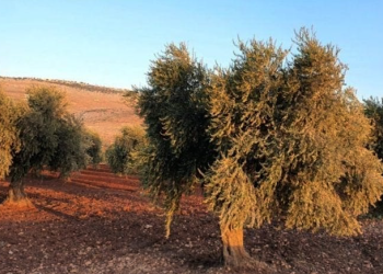 Li Efrînê çeteyan hezar darên zeytûnê desteser kirin
