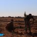 Li Kobanê 750 dar li girê Miştenûrê hat çandin