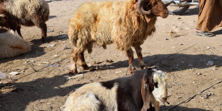 Sewalên Şedadê ji ber hişkesalî û bihabûna êm rûbirûyî gefan in