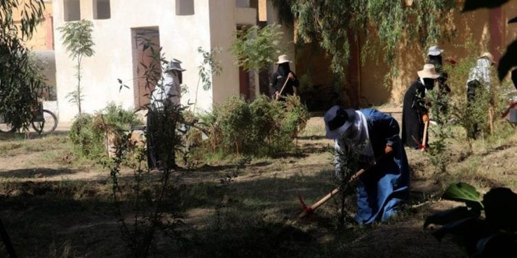 Li bajarokê Hecîn yê Dêra Zorê xebatên çandina daran dest pê kir