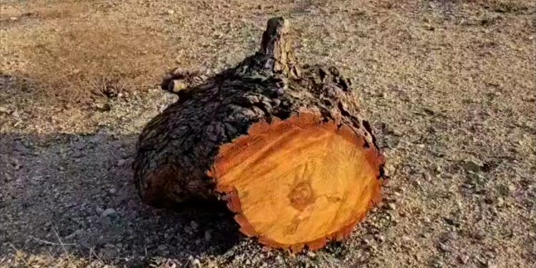 Çeteyên Tirkiyê dizî û birîna darên zeytûnên Efrînê dewam dikin