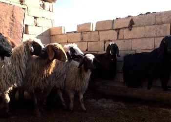 Ji ber nexweşiya qulaê li Qamişlo 40 golik mirin