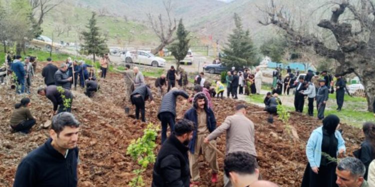 Li goristana Şehîdan ya Qendîlê 77 dar hatin çandin