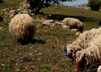 Pêşengê keriyê Pez û hevrêyê şivên: Miryah
