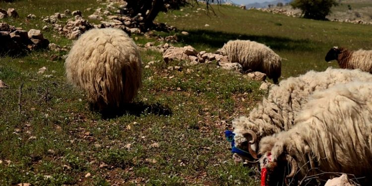 Pêşengê keriyê Pez û hevrêyê şivên: Miryah