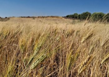 Emanî El- Hasbanî : Hilberîna genim bilind e lê tenê ev têr nake