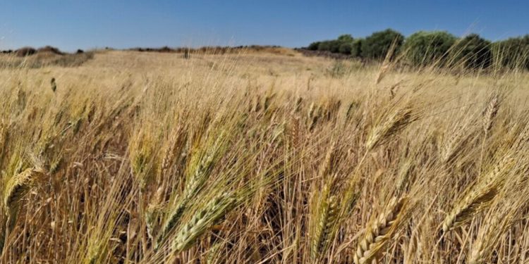 Emanî El- Hasbanî : Hilberîna genim bilind e lê tenê ev têr nake