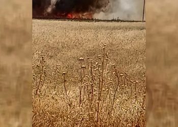 Li Hesekê 50 donim genim şewitî