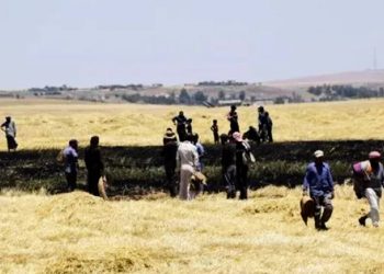 Li Hesekê 992 donim genim û ceh şewitîn