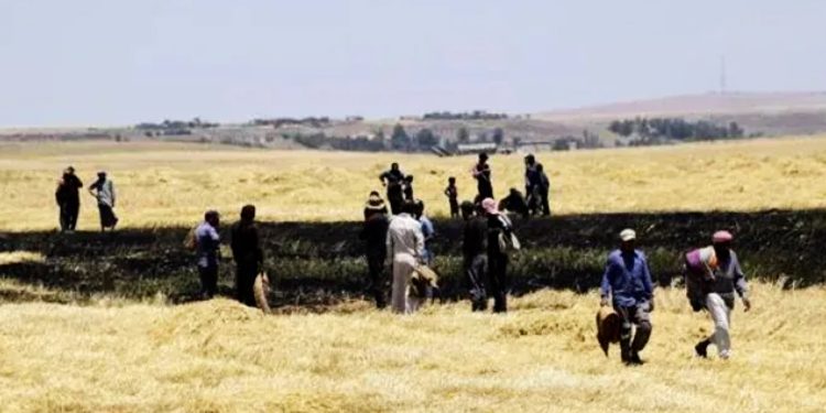 Li Hesekê 992 donim genim û ceh şewitîn