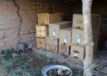 Xwedîkirina mêşên hingiv li Rojavayê Kurdistanê