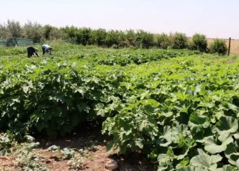 Serayên Sebzeyan çandiniyê zindî dihêlin