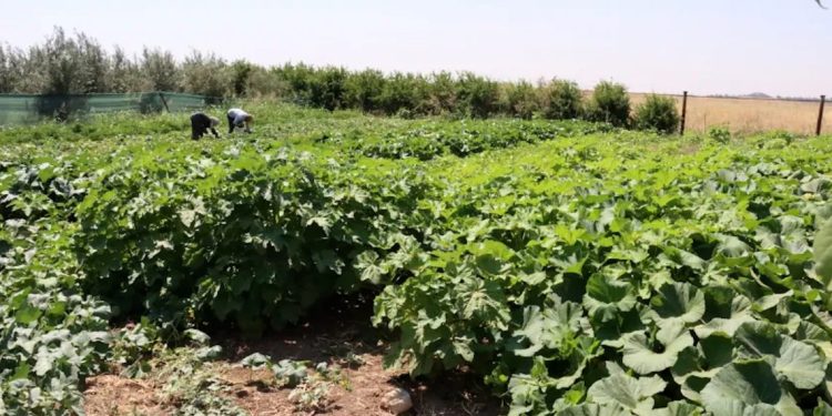 Serayên Sebzeyan çandiniyê zindî dihêlin